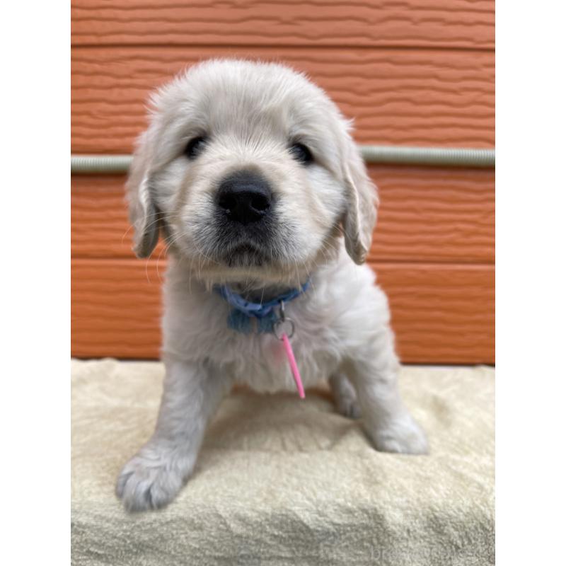 販売中の茨城県のゴールデンレトリーバー-447947の5枚目