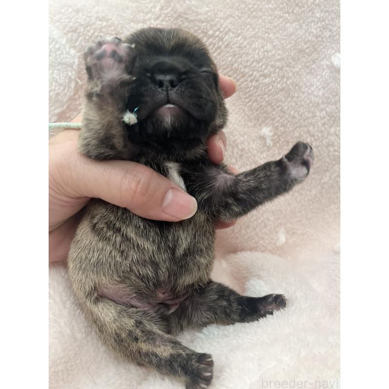 販売中の栃木県のフレンチブルドッグ-447945の2枚目