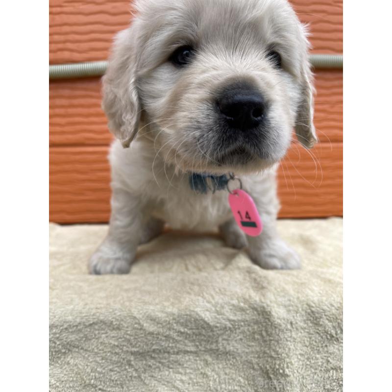 販売中の茨城県のゴールデンレトリーバー-447947の3枚目