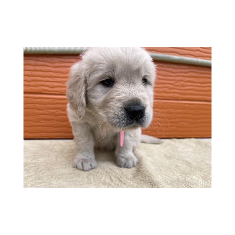 販売中の茨城県のゴールデンレトリーバー-447947の2枚目