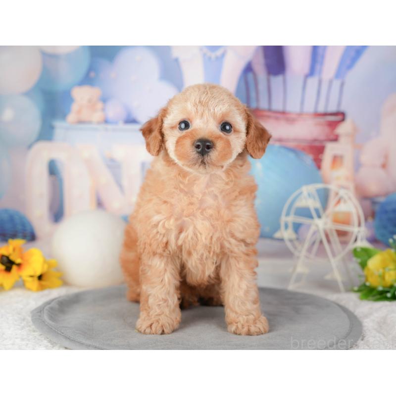 販売中ののトイプードル-448197