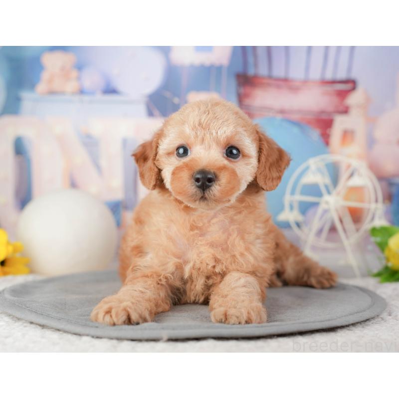 販売中の千葉県のトイプードル-448197の10枚目