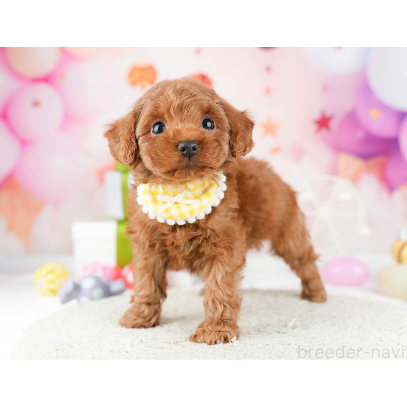 販売中の東京都のタイニープードル-448751の6枚目