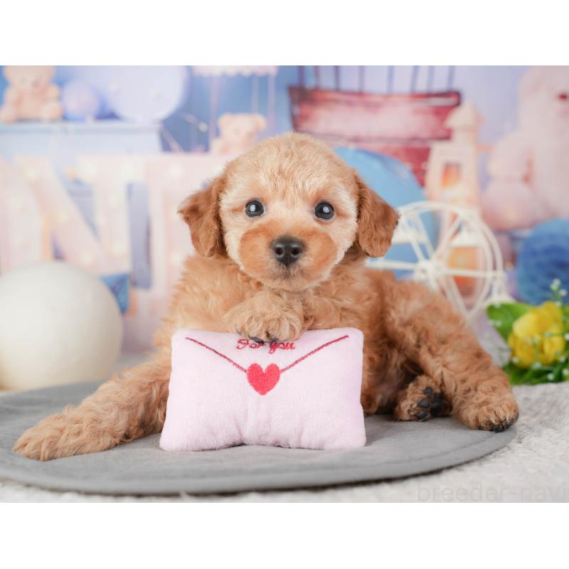 販売中の千葉県のトイプードル-448197の9枚目