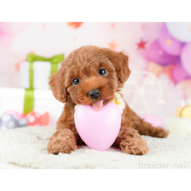 販売中の東京都のタイニープードル-448751の5枚目