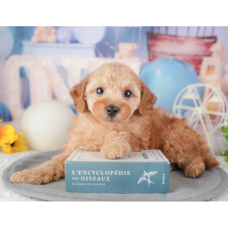 販売中の千葉県のトイプードル-448197の7枚目