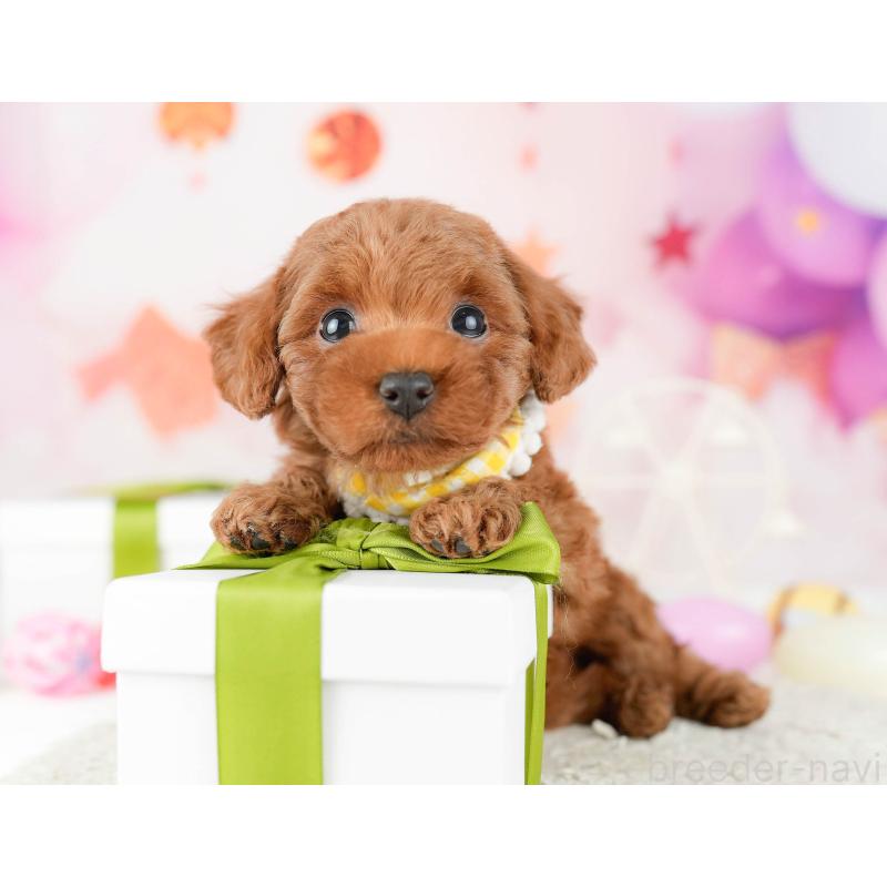 販売中の東京都のタイニープードル-448751の3枚目