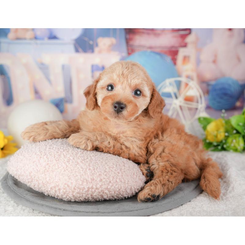 販売中の千葉県のトイプードル-448197の6枚目