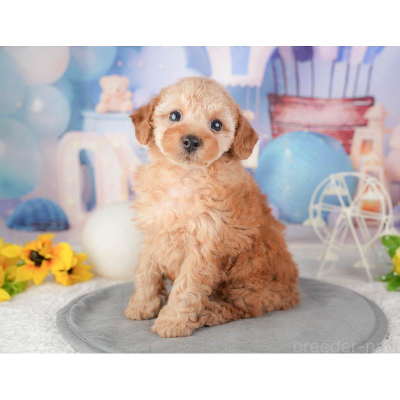 販売中の千葉県のトイプードル-448197の5枚目