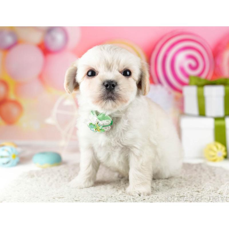 販売中の東京都のミックス犬-448752の7枚目