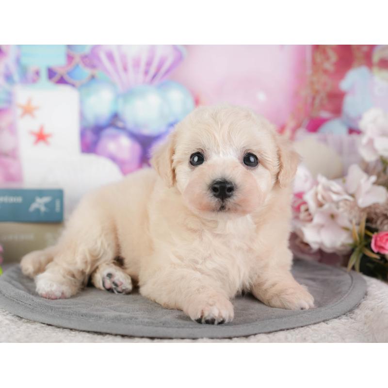 販売中の千葉県のミックス犬-448192の11枚目