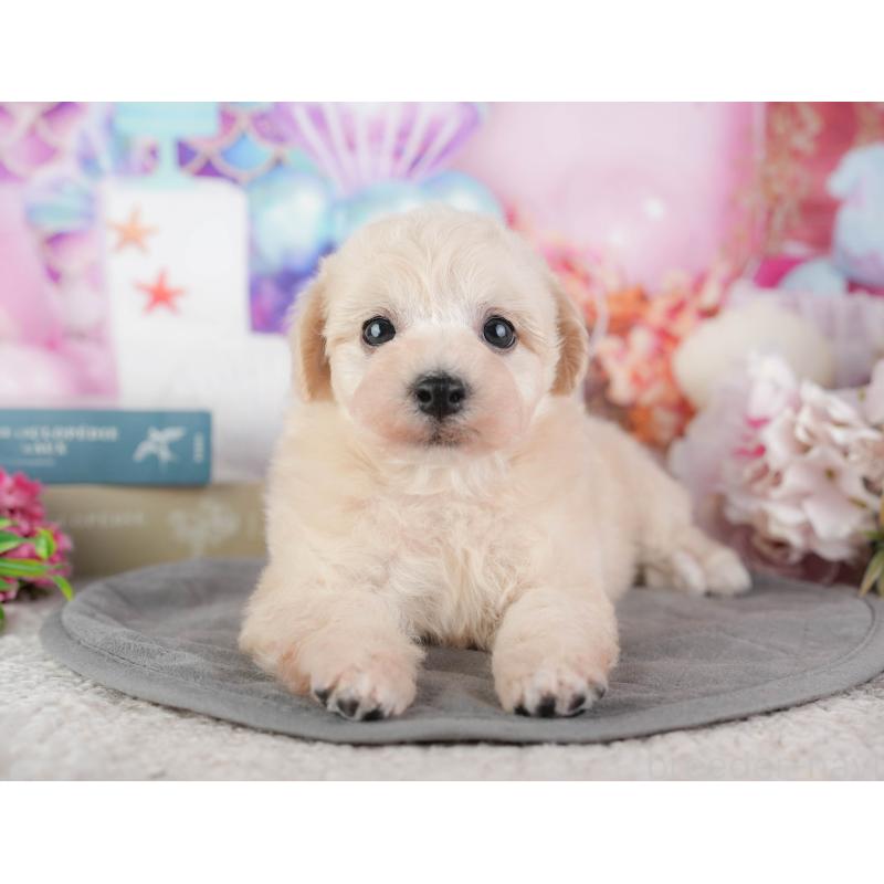 販売中の千葉県のミックス犬-448192の10枚目