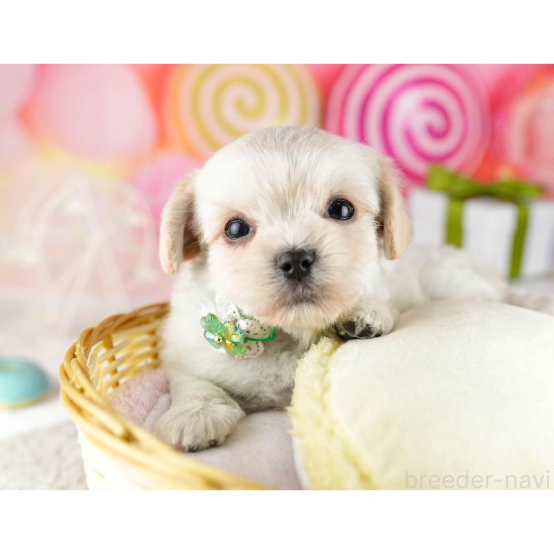 販売中の東京都のミックス犬-448752の5枚目