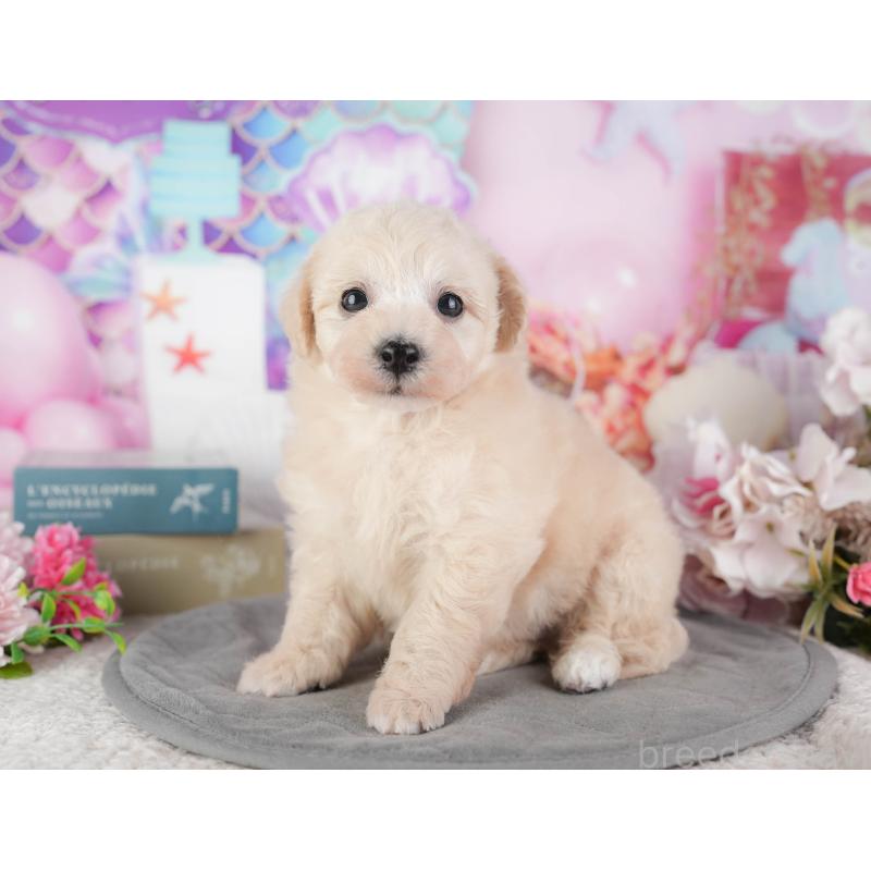 販売中の千葉県のミックス犬-448192の9枚目