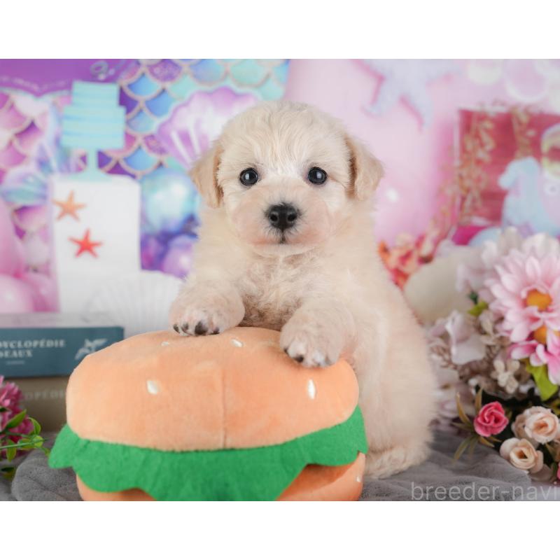 販売中の千葉県のミックス犬-448192の8枚目