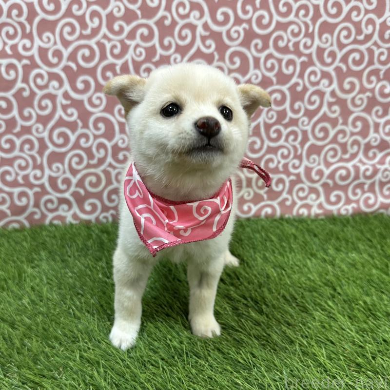 販売中の広島県の豆柴-447946の1枚目