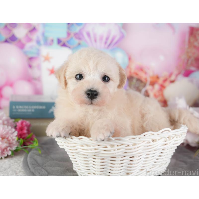 販売中の千葉県のミックス犬-448192の7枚目