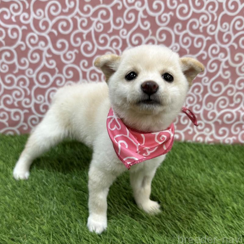 販売中の広島県の豆柴-447946の4枚目