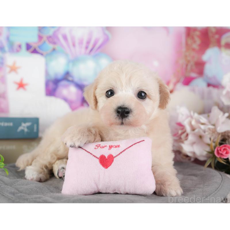 販売中の千葉県のミックス犬-448192の6枚目