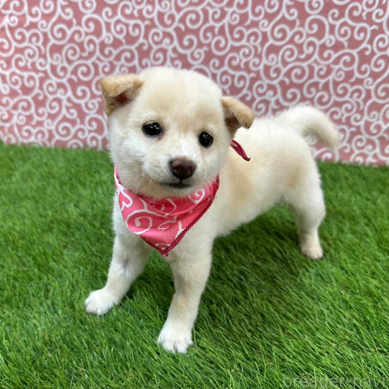 販売中の広島県の豆柴-447946の3枚目