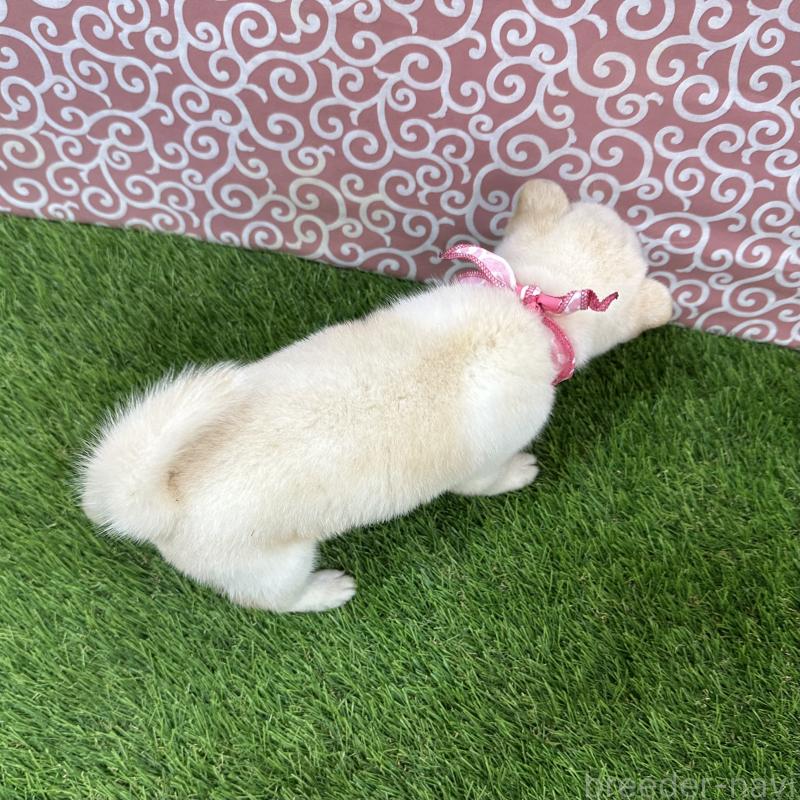 販売中の広島県の豆柴-447946の2枚目