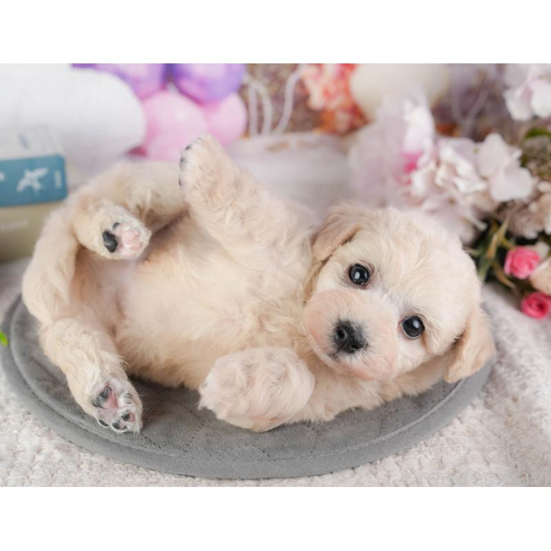 販売中の千葉県のミックス犬-448192の3枚目