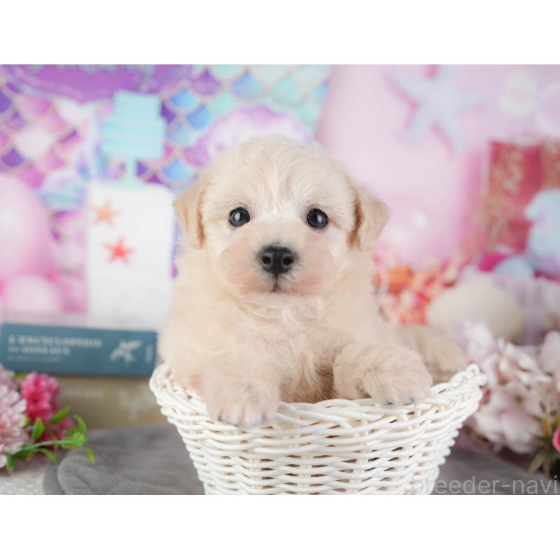 販売中の千葉県のミックス犬-448192の2枚目