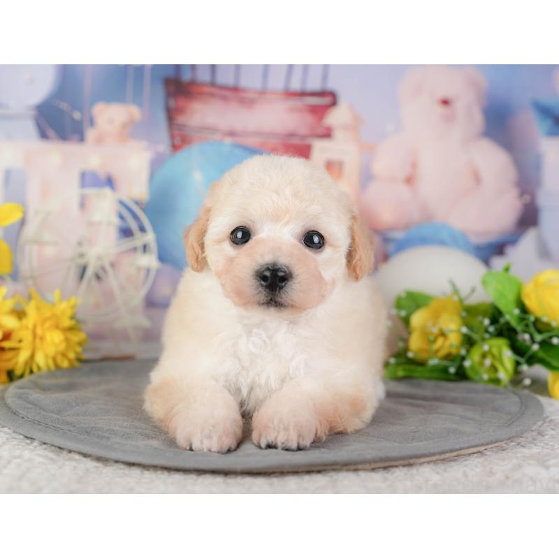 販売中の千葉県のミックス犬-448189