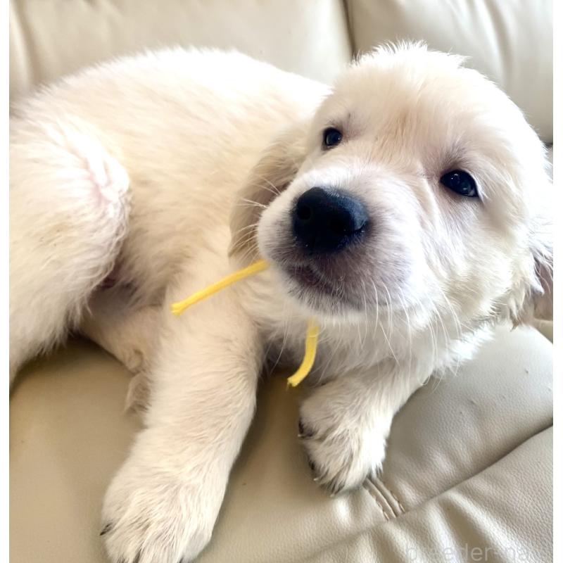 販売中の東京都のゴールデンレトリーバー-440373の23枚目