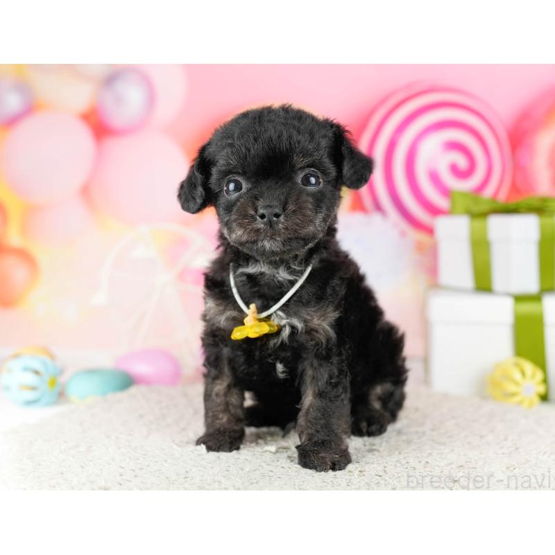 販売中の東京都のミックス犬-448736の8枚目