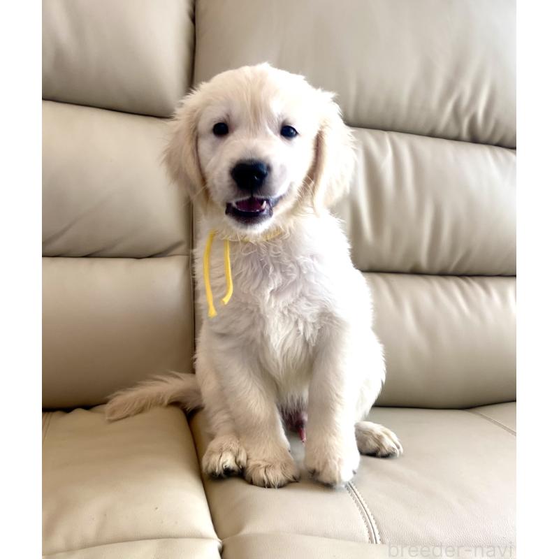 販売中の東京都のゴールデンレトリーバー-440373の21枚目