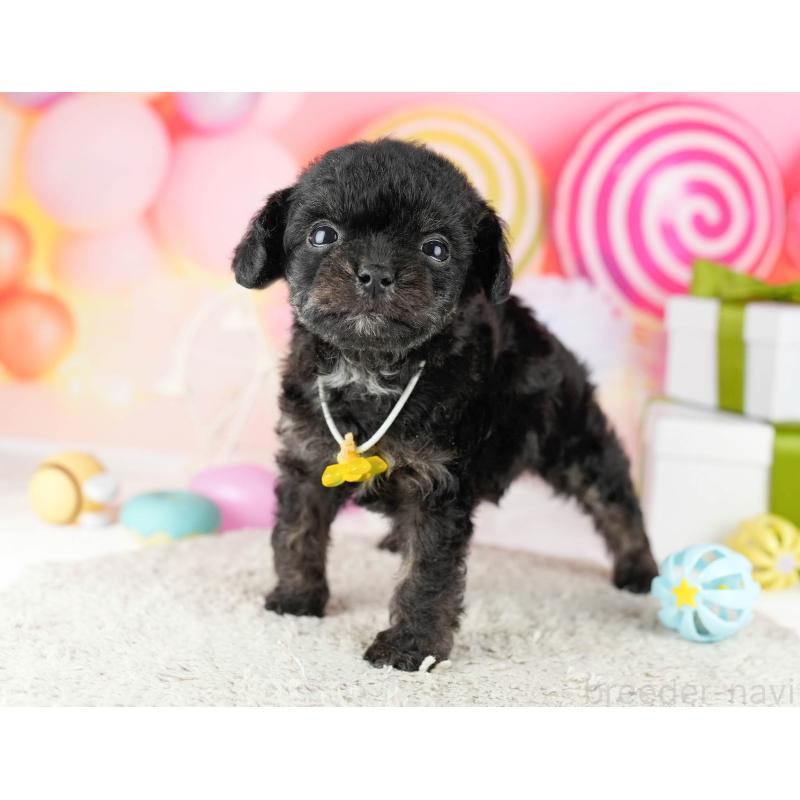 販売中の東京都のミックス犬-448736の7枚目