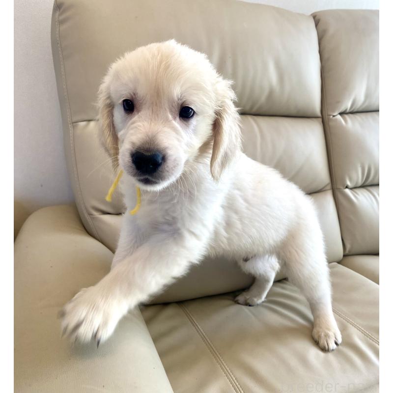 販売中の東京都のゴールデンレトリーバー-440373の20枚目