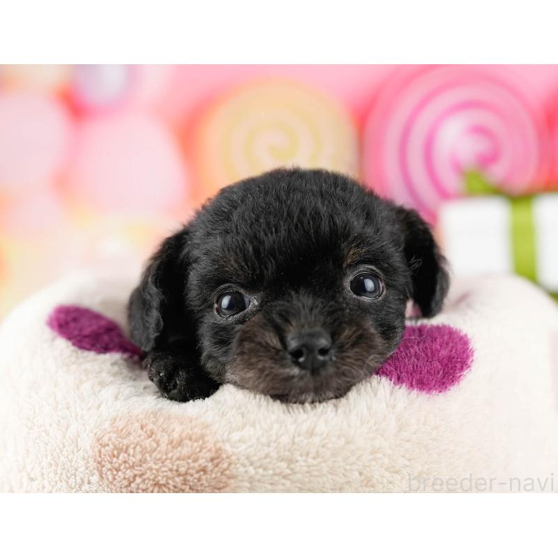 販売中の東京都のミックス犬-448736の6枚目