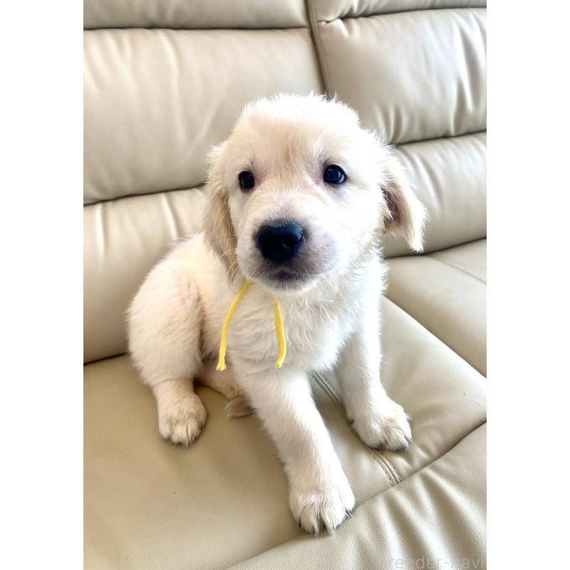 販売中の東京都のゴールデンレトリーバー-440373の19枚目