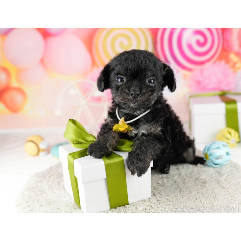 販売中の東京都のミックス犬-448736の5枚目