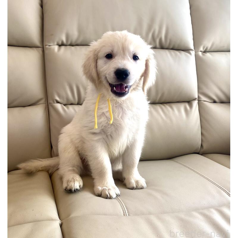 販売中の東京都のゴールデンレトリーバー-440373の18枚目