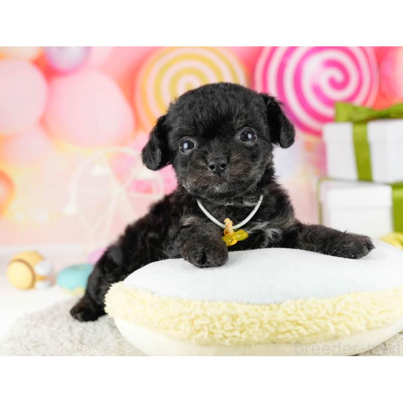 販売中の東京都のミックス犬-448736の4枚目