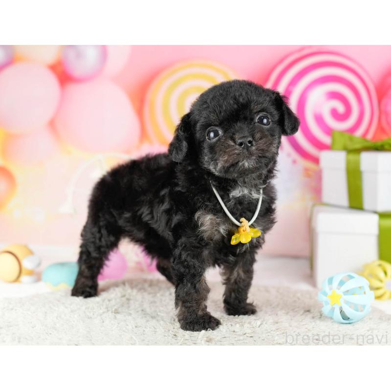 販売中の東京都のミックス犬-448736の3枚目