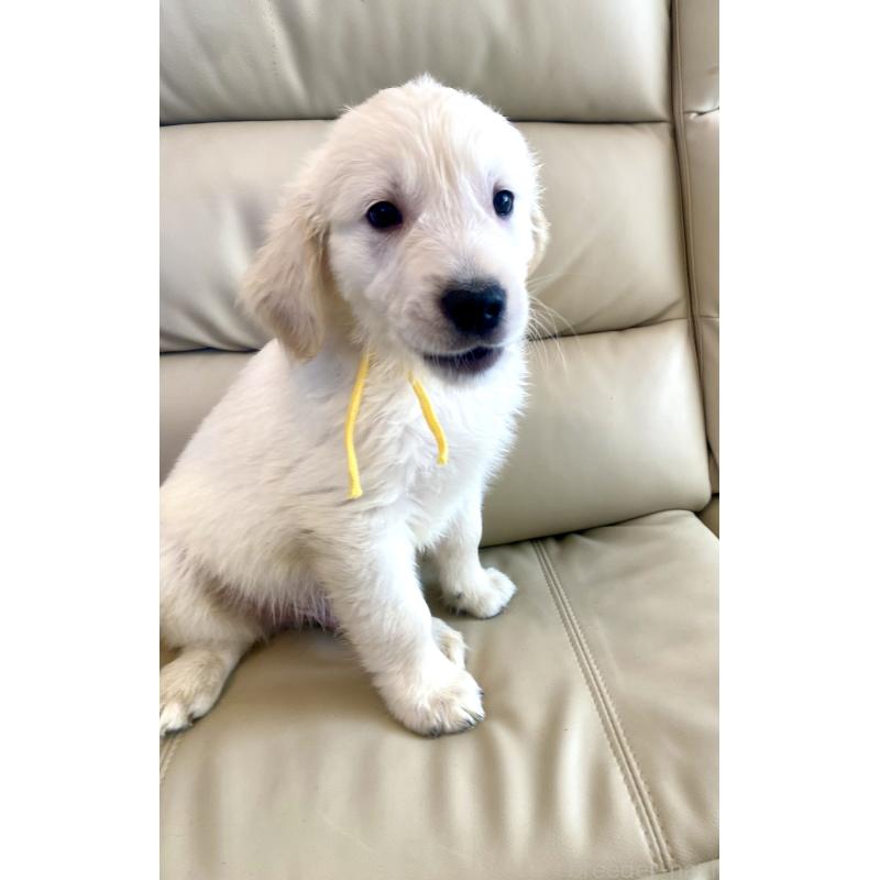 販売中の東京都のゴールデンレトリーバー-440373の17枚目