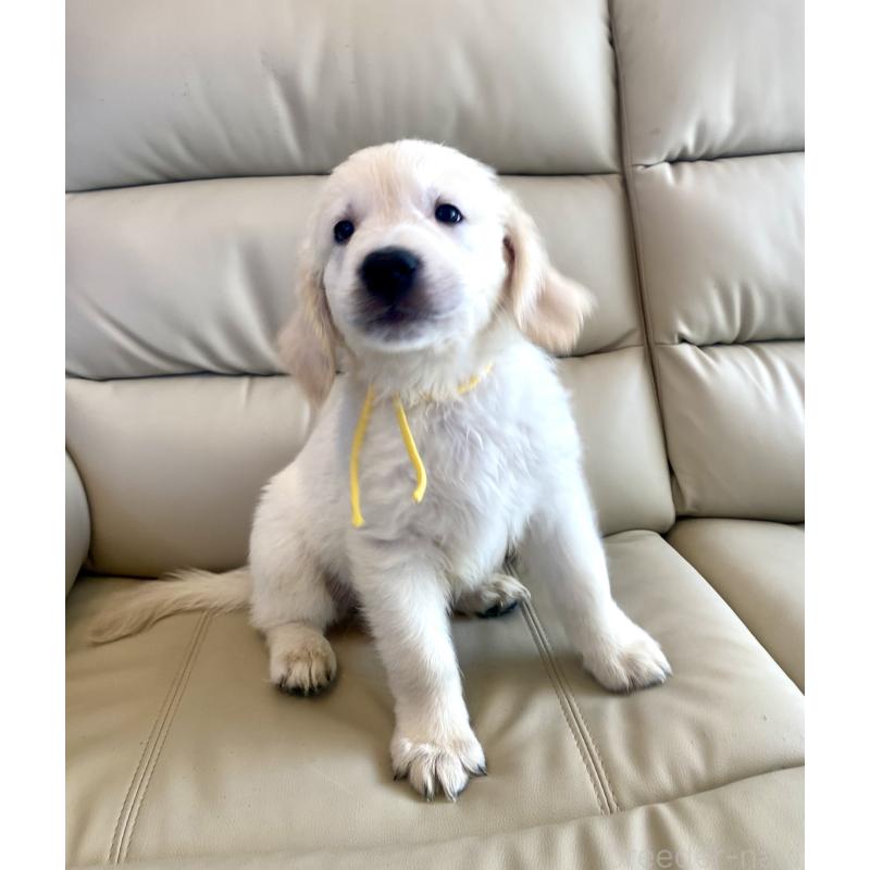 販売中の東京都のゴールデンレトリーバー-440373の16枚目