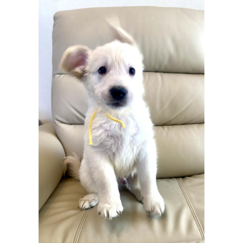 販売中の東京都のゴールデンレトリーバー-440373の15枚目