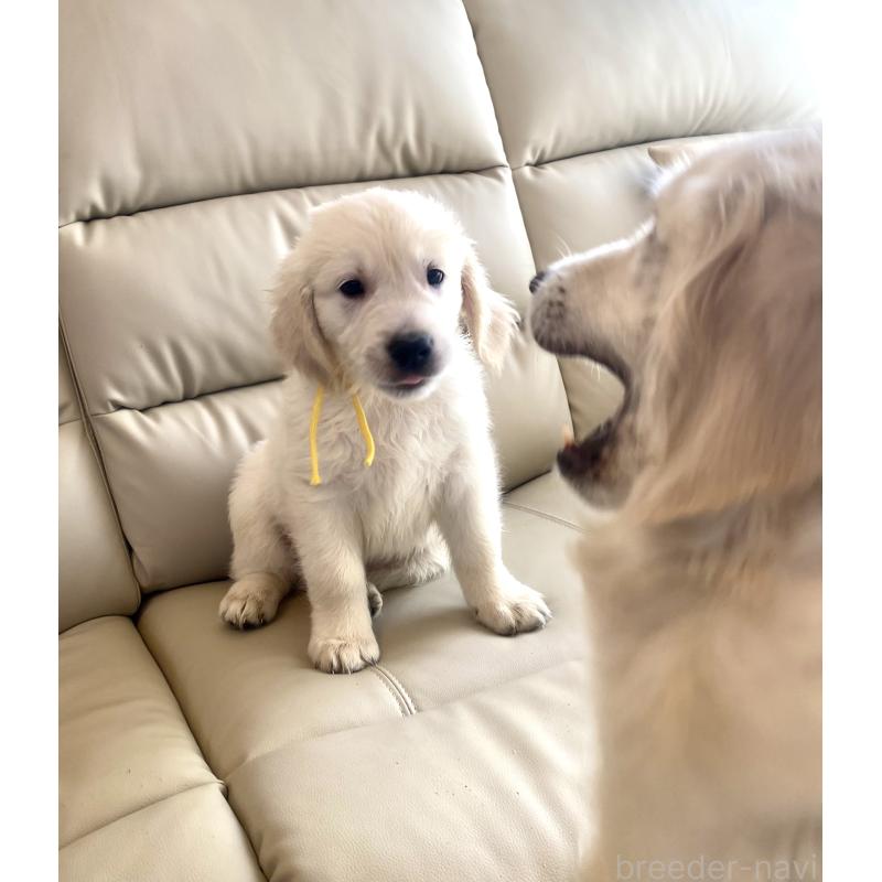 販売中の東京都のゴールデンレトリーバー-440373の14枚目