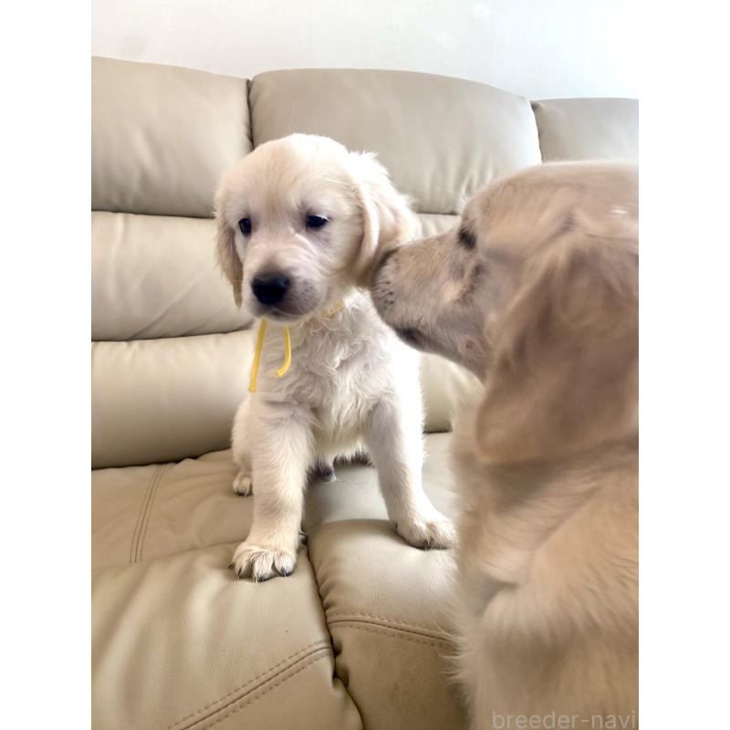 販売中の東京都のゴールデンレトリーバー-440373の13枚目