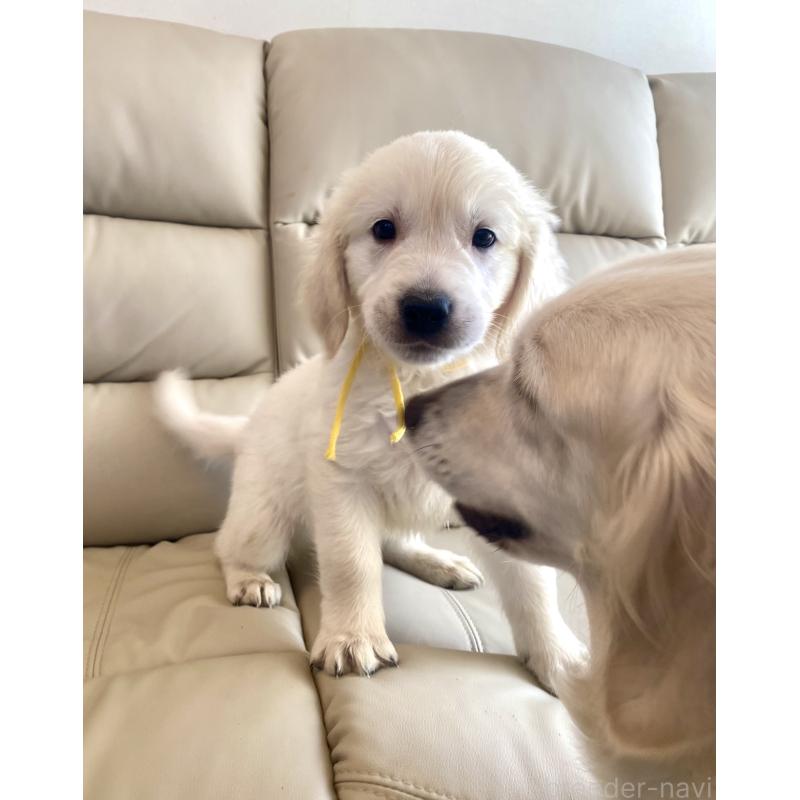 販売中の東京都のゴールデンレトリーバー-440373の12枚目