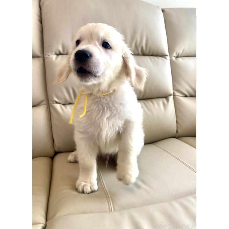 販売中の東京都のゴールデンレトリーバー-440373の11枚目