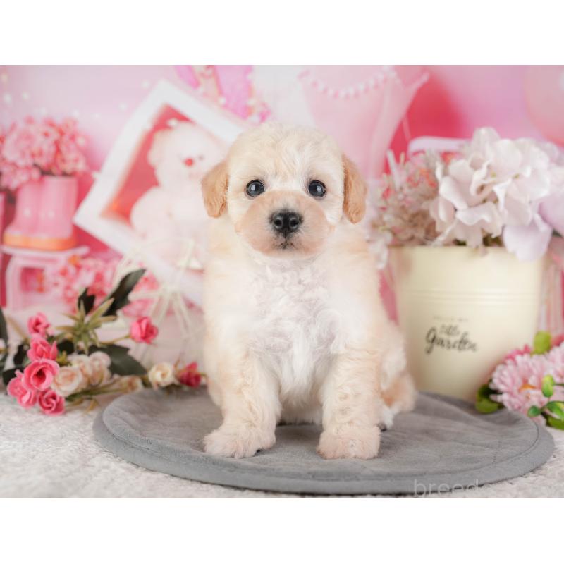 販売中の千葉県のミックス犬-448183