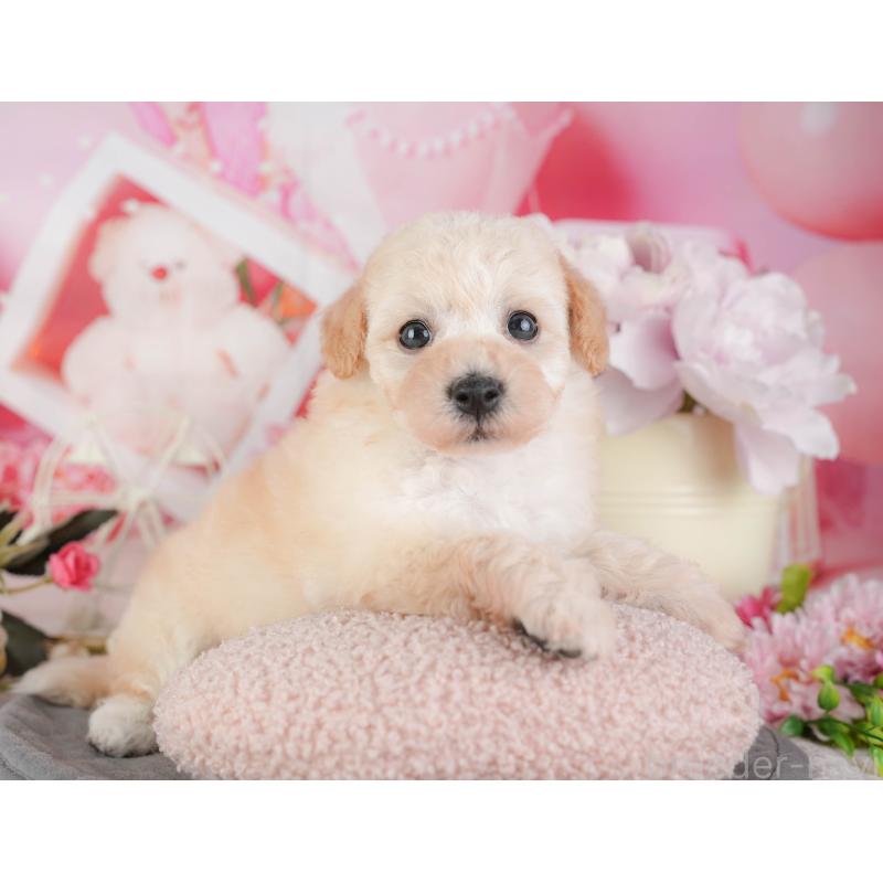 販売中の千葉県のミックス犬-448183の10枚目