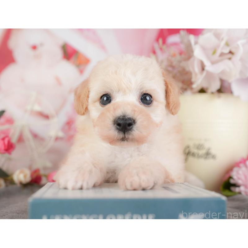 販売中の千葉県のミックス犬-448183の9枚目