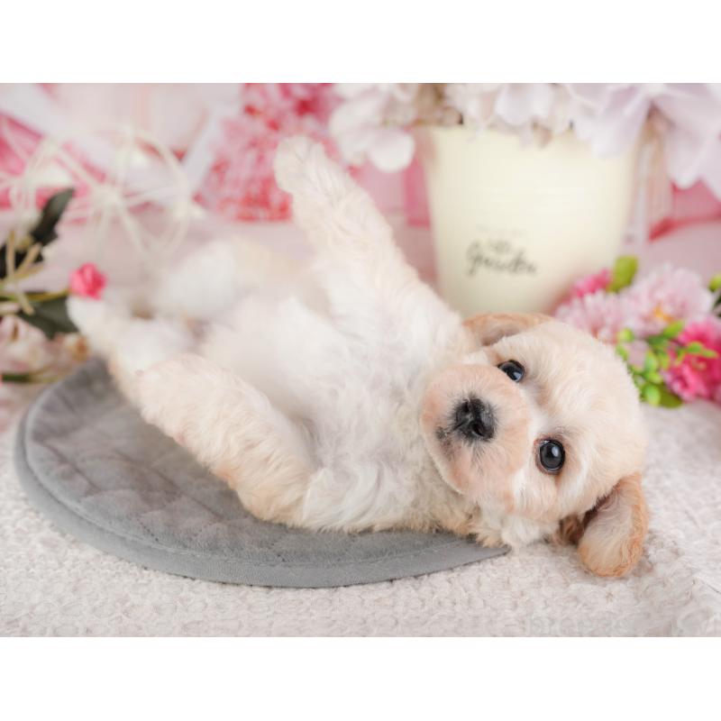 販売中の千葉県のミックス犬-448183の8枚目